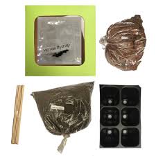 You can also use 4:1 parts of peat moss and perlite. Grow Kit For Venus Flytrap Seeds Carnivorous Nepenthes Enchantress Insect Eating Plant Shopee Philippines