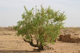 Image result for Combretum adenogonium