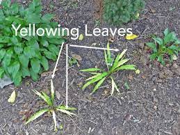 21 My Clay Soil Ideas Clay Soil Soil Clay