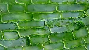 We did not find results for: Instagram Video By Olympuslifescience Apr 18 2016 At 9 22pm Utc