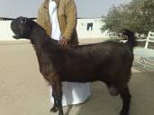 Damascus Goat Info, Size, Uses, and Pictures