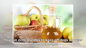 the best homemade dog repellent for