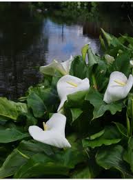 Image result for Eragrostis aethiopica