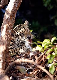 Predator Prey Relationship Definition Examples Biology Dictionary Predator (film), 1987 film that established the franchise. predator prey relationship definition examples biology dictionary