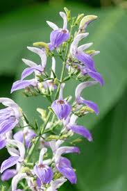 Image result for Brillantaisia pubescens