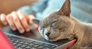 Pet insurance is a health care policy for your pet that reimburses you for certain medical expenses. Vca Empowers Clients Through Online Access Today S Veterinary Business