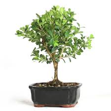 Find here details of companies selling bonsai plants, for your purchase requirements. Buy Bonsai Trees Online Indoor Bonsai Plants For Sale