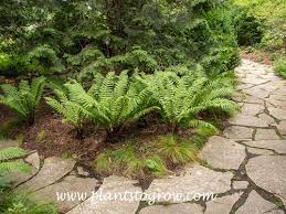 Image result for Dryopteridaceae