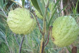Image result for Gomphocarpus physocarpus