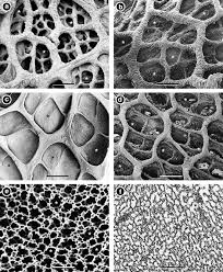 We did not find results for: Some Molecular Aspects In The Biology Of Respiration Springerlink
