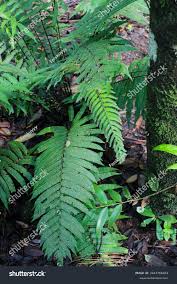 Image result for Pneumatopteris