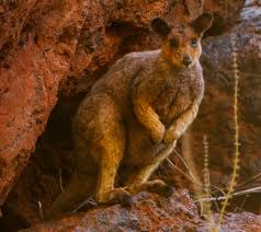 29 отметок «нравится», 0 комментариев — endangered australian animals (@endangered_australian_animals) в instagram: Rock Wallaby Wikipedia