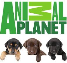 Animal Planet Leanandluscious My Favourite Channel Animal Planet Animal Tv Planets