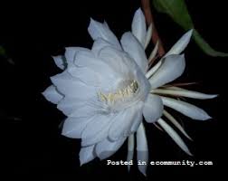 Hasil gambar untuk animasi bunga mekar bergerak