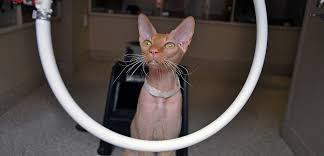 For more clicker training tips and. Clicker Training Has Cats Jumping Through Hoops Aspca