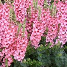 Image result for Sacciolepis rigens