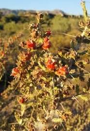 Also know as christmas cholla. Desert Christmas Cholla Desert Mountain Az