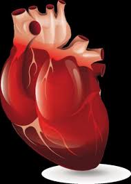 Unter einer herzmuskelentzündung (myokarditis) verstehen mediziner eine akute oder chronisch verlaufende entzündung im herzmuskel. Herzmuskelentzundung Myokarditis Ursachen Teil 2
