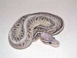 Axanthic Black And White Ball Python Morph Butter Silver Streak Morph List World Of Ball Pythons Cute Reptiles Cute Snake Snake