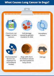 If you notice your dog is coughing up blood, either from his lungs or in vomit, you should seek immediate. Lung Cancer In Dogs Causes Signs Treatment Canna Pet