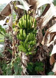 Image result for Musa acuminata