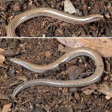 Image result for Hippocratea volkensii