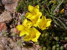 Image result for Hugonia elliptica