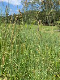 Image result for Setaria atrata