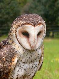 They have long, strong legs with powerful talons. Barn Owl Wikipedia