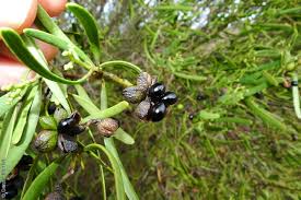 Image result for Striga linearifolia