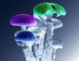 Magic mushrooms in australia can look like every day, ordinary mushrooms. Magic Mushrooms Break On Through To Biosynthetic Reality