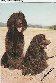 Image result for americký vodní španěl