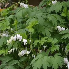 Image result for Dicentra spectabilis alba