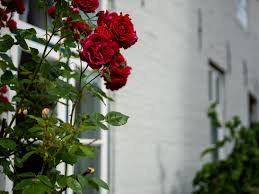 We have reviews of the best places to see in husum. Lzoyilmyxh3jlm