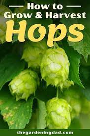 5 Easy Tricks How To Grow Hops Plants The Gardening Dad In 2020 Hops Plant Gardening For Beginners Beginners Landscaping