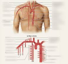 The arteries of the upper extremity. Thoracic Arteries Diagram Quizlet