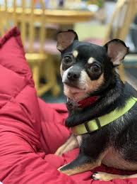 Image result for chihuahua big obesity