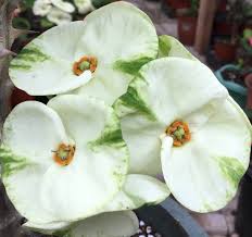 Image result for Euphorbia pfeilii