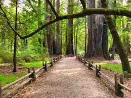 Check spelling or type a new query. Big Basin Redwoods State Park Closed In Northern California Santa Cruz Mountains