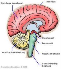 Bagian Bagian Otak Psychologymania