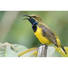 Lain halnya dengan jenis burung madu yang perbedaan jenis kelaminnya mudah diketahui, pijantung jantan dan betina punya penampilan fisik yang hampir sama. Burung Pijantung Pisang Shopee Indonesia