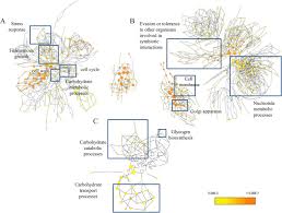 multi omics analyses reveal synergistic carbohydrate