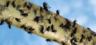 Get fly strips that hang from the ceiling to collect the ones tha t are already in there. How To Kill Or Keep Away Flies Other Small Pests With Homemade Sticky Flypaper Macgyverisms Wonderhowto