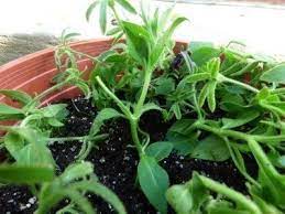 Propagate Petunia Cuttings How To Root Petunia Plants Most Flower Gardeners Are Familiar With Growing Petunias From Seed But Petunia Plant Petunias Plants