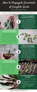 Here S An Infographic On How To Propagate Succulents From Leaves Cuttings Cuttin Propagating Succulents Succulents Planting Succulents