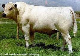 Black And White Cow Breeds Uk British White Cattle Breeds Bull Cow