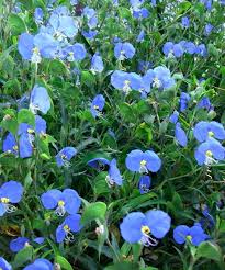 Image result for Commelina schweinfurthii