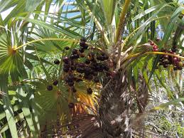 Image result for Coccothrinax