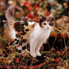 The Difference Between A Calico And A Tortoiseshell Warriors United Amino 400 x 387 jpeg 18 кб. calico and a tortoiseshell warriors