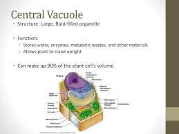 The unique functions of vacuoles in plant cells help plants to do many things, such as grow upward on firm stalks, stretch toward sunlight and while plant vacuoles are easily identifiable because of the large amount of space they take up inside the cell, animal cells would not benefit from a large central. Ppt Plant Vs Animal Cell Powerpoint Presentation Free Download Id 1923238